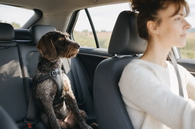 Ein Französischer Rauhaariger Vorstehhund sitzt angeschnallt auf der Rückbank eines Autos und genießt die Fahrt bei Sonnenlicht.