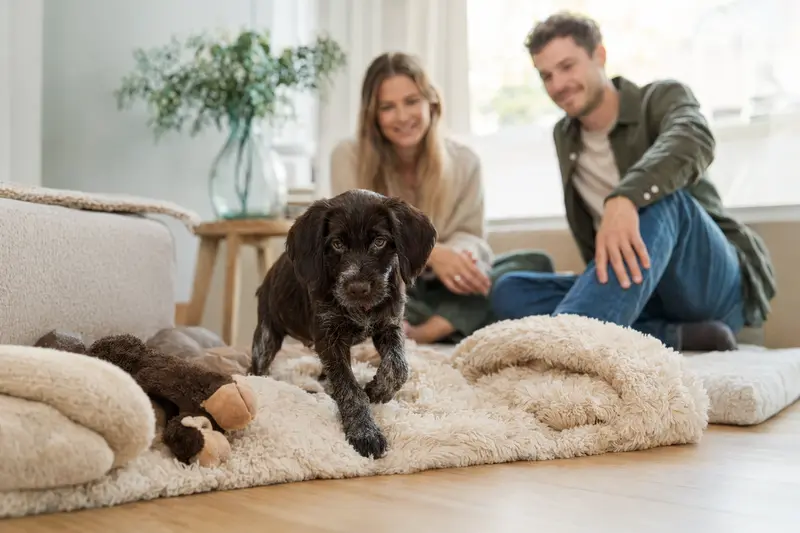 Ein neugieriger Französischer Rauhaariger Vorstehhund Welpe entdeckt sein neues Zuhause mit einer weichen Decke und Spielzeug.