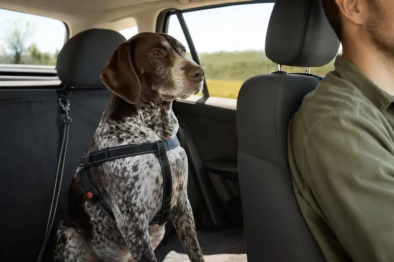 Ein sicher angeschnallter Französischer Vorstehhund auf der Rückbank eines Autos unter Sonnenlicht.
