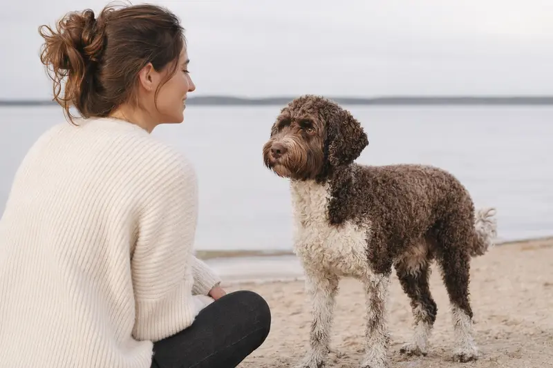 Französischer Wasserhund in natürlicher Haltung vor hellem neutralem Hintergrund.