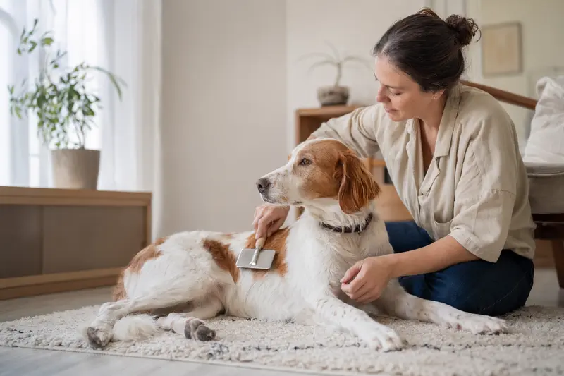 Ein Französischer Weiß-Oranger Laufhund wird in einer hellen Wohnung sanft gebürstet und gepflegt.