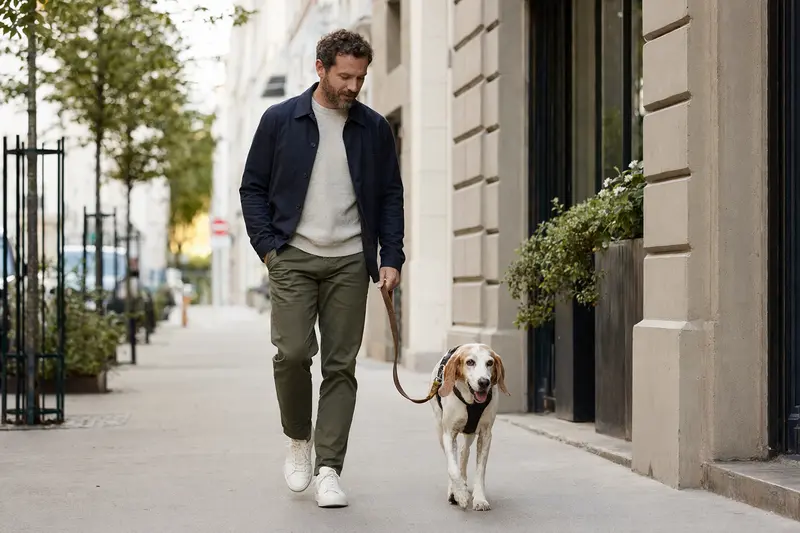 Französischer Weiß-Oranger Laufhund läuft angeleint mit seinem Besitzer durch eine freundliche moderne Stadtstraße.