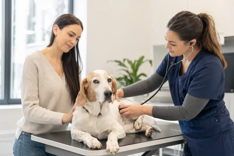 Ein ruhiger Französischer Weiß-Oranger Laufhund wird von einer freundlichen Tierärztin mit einem Stethoskop in einer modernen Tierarztpraxis untersucht.