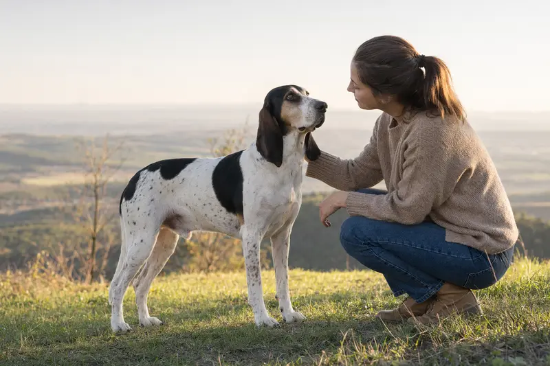 Ein Französischer Weiß-Schwarzer Laufhund steht aufmerksam vor hellem Hintergrund und zeigt die typische Körperform und Fellstruktur der Rasse.