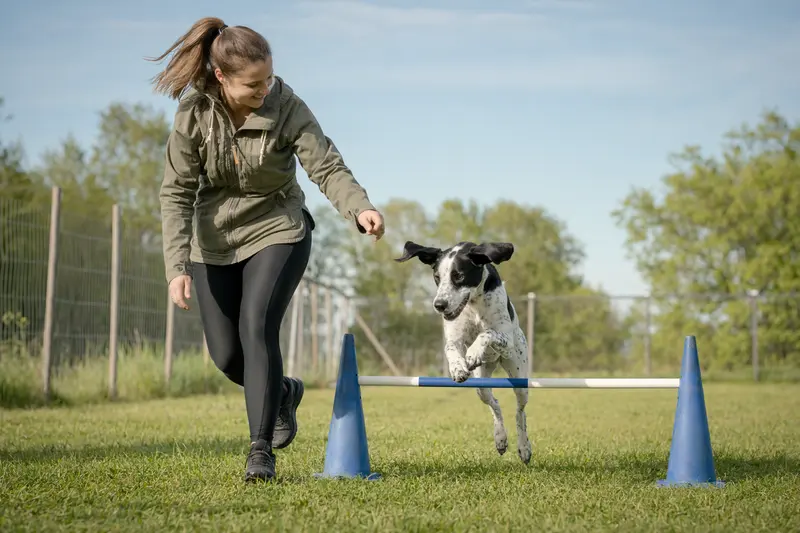 Ein Französischer Weiß-Schwarzer Laufhund springt mit seinem Besitzer über eine kleine Trainingshürde auf dem Hundeplatz.