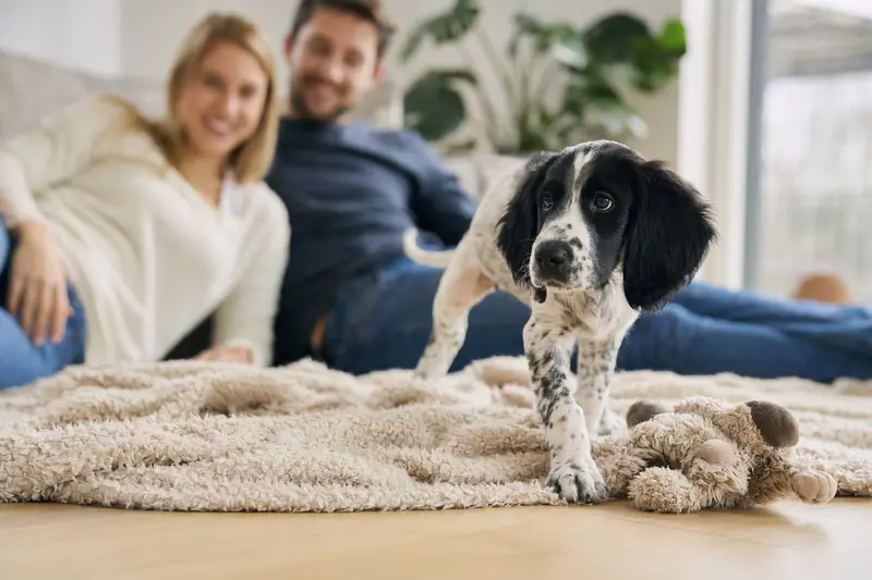 Ein neugieriger Weiß-Schwarzer Laufhund Welpe erkundet sein neues Zuhause mit liebevoller Familie im Hintergrund.