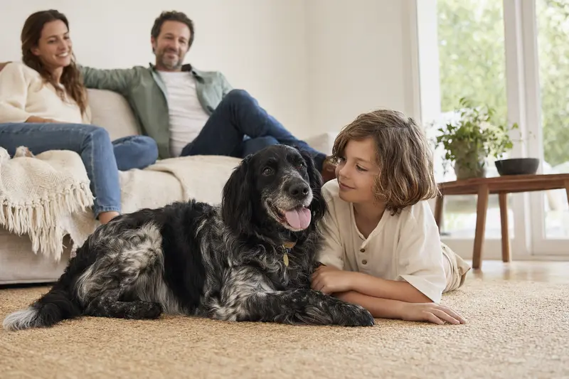 Ein entspannter Friesischer Vorstehhund liegt neben einem Kind in einem hellen Wohnzimmer, umgeben von einer liebevollen Familie.