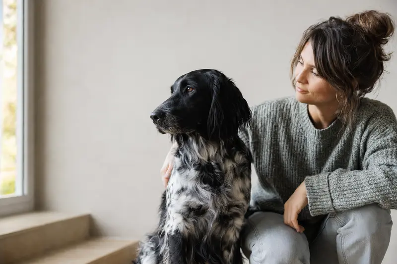 Friesischer Vorstehhund in aufmerksamer Haltung vor hellem Hintergrund als professionelles Tierportrait.