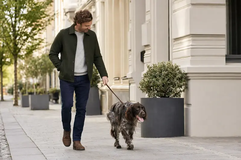 Ein Friesischer Vorstehhund läuft entspannt an der Leine mit seinem Besitzer durch eine moderne Stadtstraße.