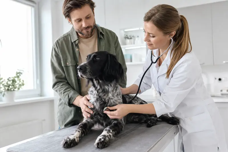 Ein Friesischer Vorstehhund wird sanft von einer Tierärztin auf einem Untersuchungstisch untersucht, während der Besitzer beruhigend daneben steht.