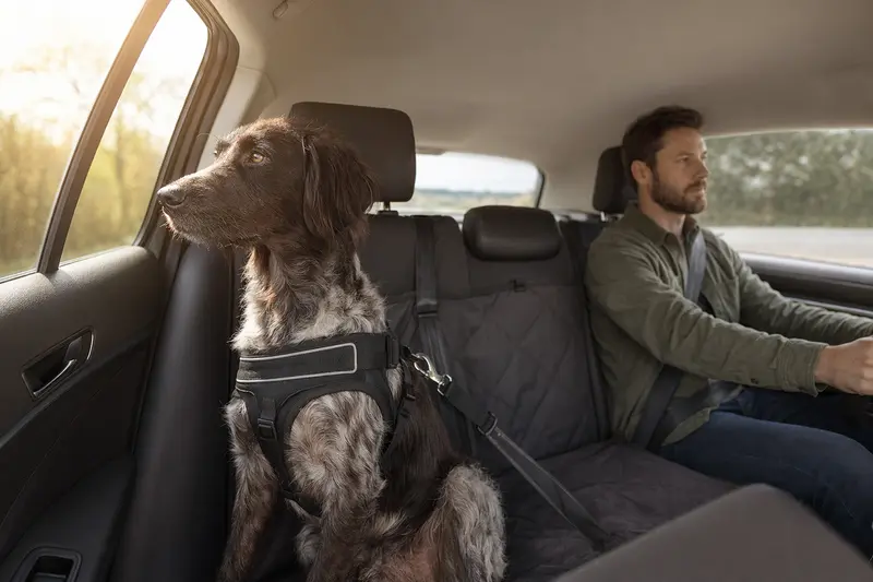 Ein friesischer Vorstehhund sitzt angeschnallt auf der Rückbank eines Autos, während der Besitzer fährt.