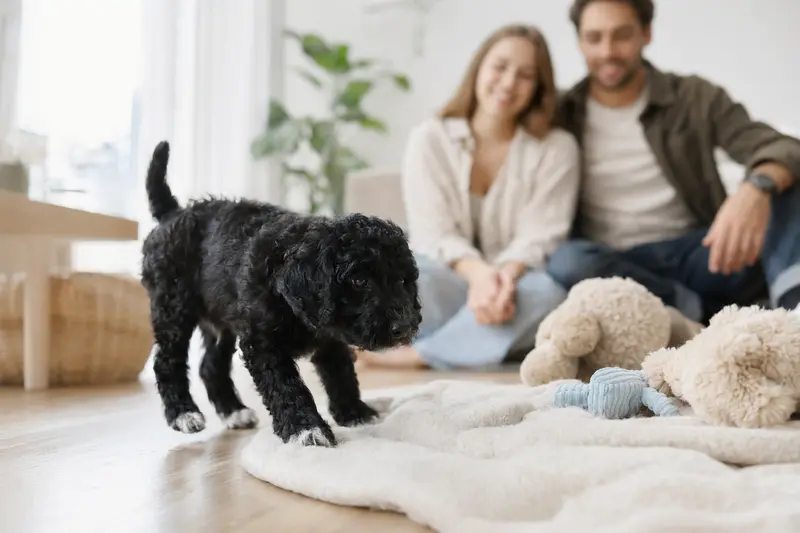 Ein junger Friesischer Wasserhund Welpe erkundet neugierig sein neues Zuhause mit einer weichen Decke und Spielzeug im Blick.