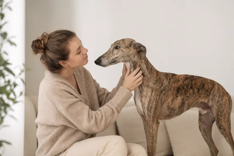 Ein Galgo Español steht aufmerksam vor hellem Hintergrund und zeigt die typische elegante Körperform der Rasse im professionellen Hundeporträt.