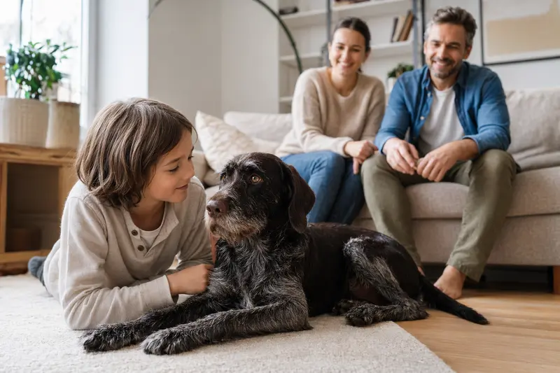 Ein freundlicher Gammel Dansk Honsehund liegt entspannt neben einem Kind im Wohnzimmer.