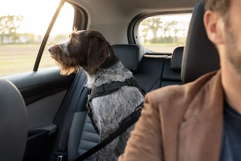 Ein Gammel Dansk Honsehund sitzt sicher im Auto und wird verantwortungsbewusst angeschnallt.