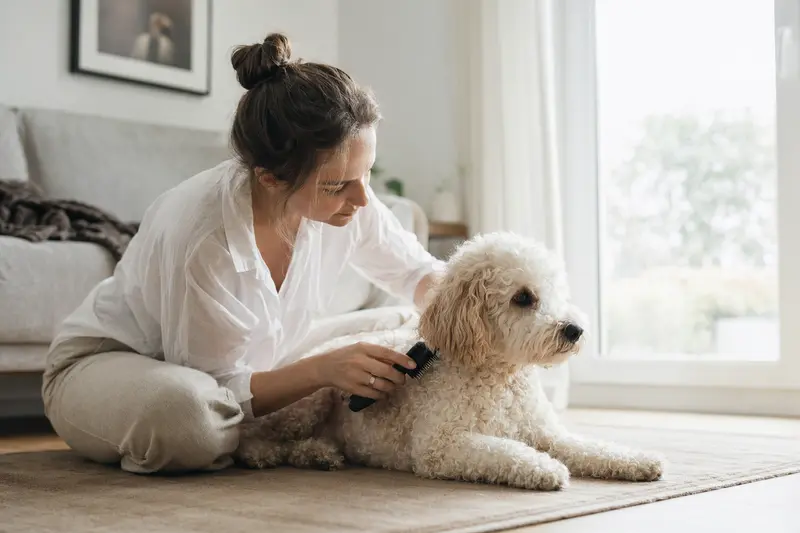 Ein gelockter Bichon wird in einer hellen Wohnung sanft gebürstet, während sich der Besitzer liebevoll um die Fellpflege kümmert.