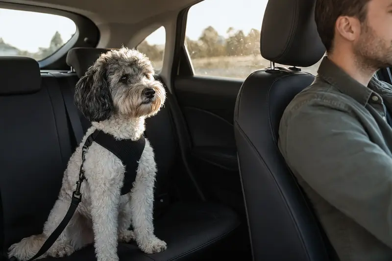 Ein gelockter Bichon sitzt sicher angeschnallt auf der Rückbank eines Autos, während der Besitzer ruhig fährt und Sonnenlicht durch das Fenster fällt.