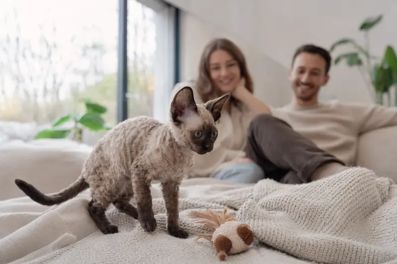Ein neugieriges German Rex Kitten erkundet sein neues Zuhause mit einer weichen Decke und Spielzeug vor einer liebevollen Familie.