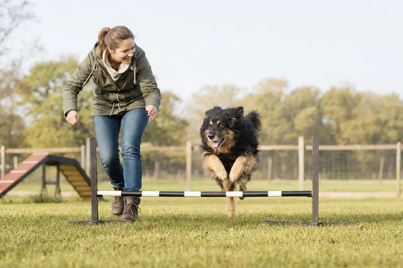 Ein Germanischer Bärenhund springt mit seinem Besitzer über eine kleine Trainingshürde auf dem Hundeplatz bei sonnigem Wetter.