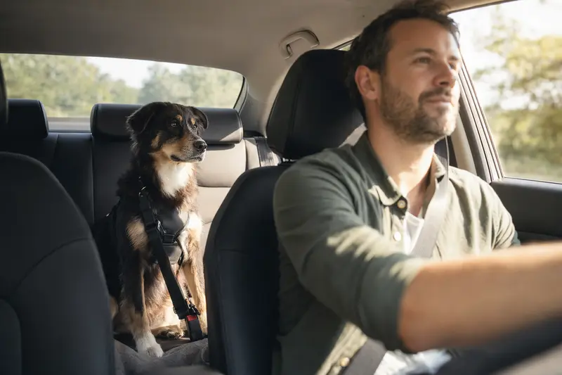 Ein sicher angeschnallter Germanischer Bärenhund auf der Rückbank eines Autos im Sonnenlicht.