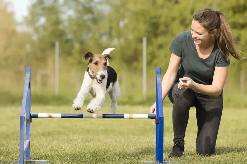 Ein aktiver Glatthaar-Foxterrier springt beim Hundetraining über eine kleine Hürde auf dem Hundeplatz.