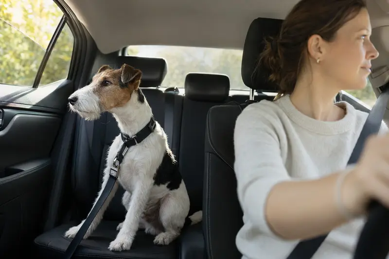 Ein Glatthaar-Foxterrier sitzt sicher angeschnallt auf der Rückbank eines Autos und genießt das Sonnenlicht.