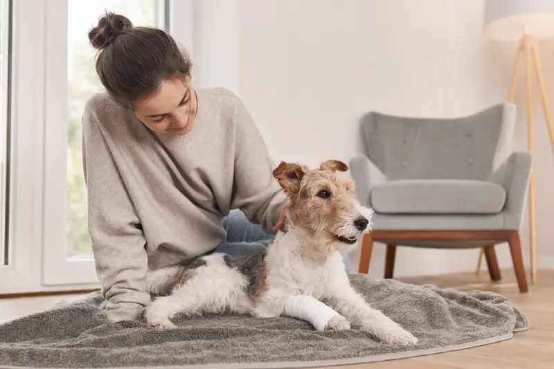 Ein Glatthaar-Foxterrier mit einem leichten Verband an der Pfote liegt entspannt auf einer Decke, während sein Besitzer neben ihm sitzt.