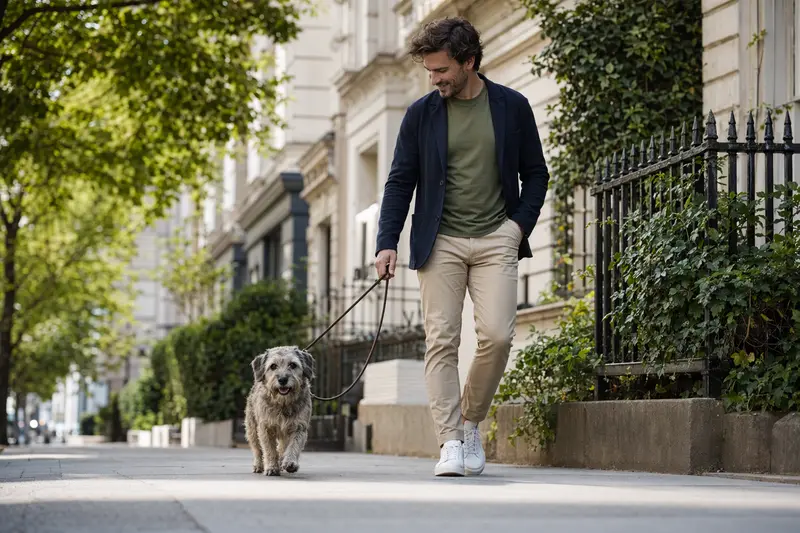 Ein Glen of Imaal Terrier läuft an der Leine mit seinem Besitzer durch eine moderne Stadtstraße.