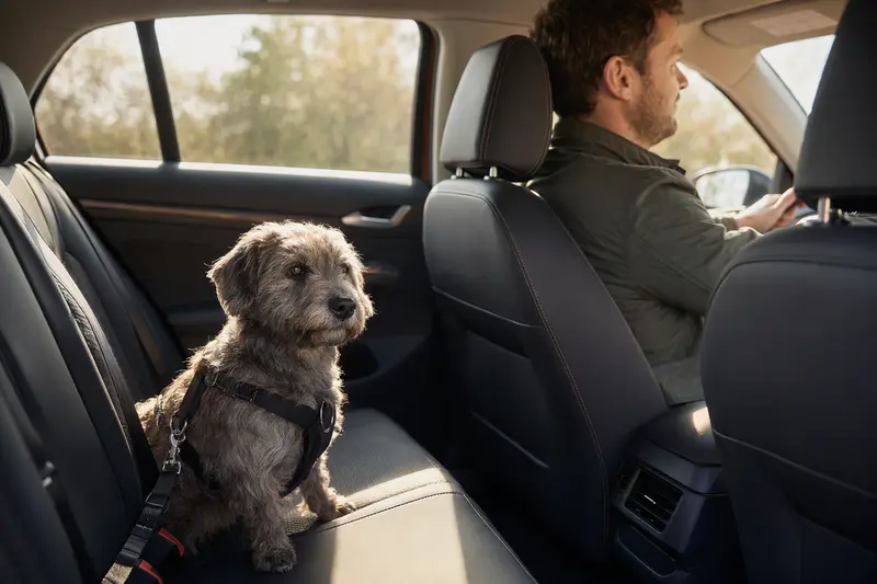 Ein Glen of Imaal Terrier Hund sicher angeschnallt auf der Rückbank eines Autos, während der Besitzer fährt.