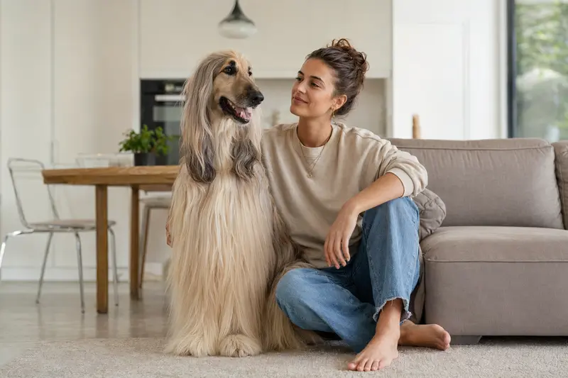 Glücklicher Afghan Hound sitzt entspannt neben seinem Halter in einer hellen Wohnung und vermittelt Vertrauen sowie Sicherheit bei der Hundeversicherung.