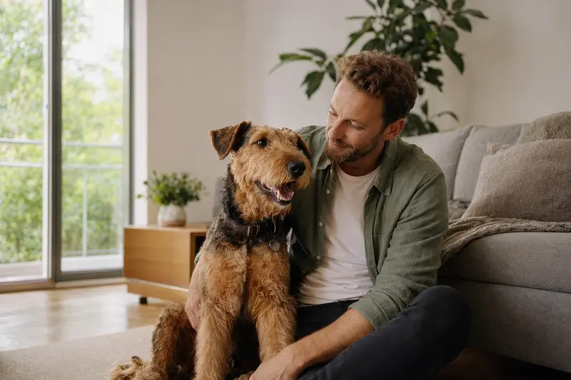 Ein glücklicher Airedale Terrier sitzt entspannt neben seinem Besitzer in einer modernen Wohnung und genießt die vertrauensvolle Atmosphäre.