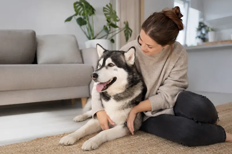 Ein entspannter Alaska Husky sitzt neben seinem Besitzer in einer modernen Wohnung.