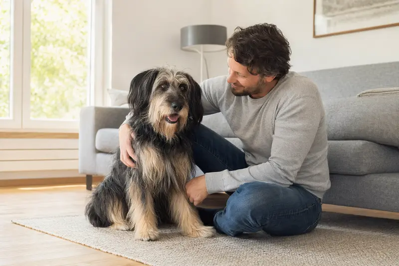Ein glücklicher Altdeutscher Hütehund sitzt entspannt neben seinem Halter in einer modernen Wohnung.