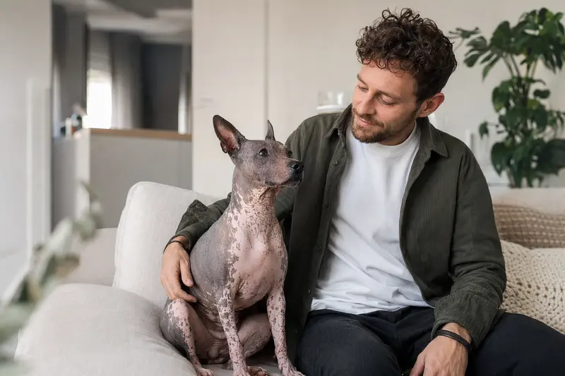Ein glücklicher American Hairless Terrier sitzt entspannt neben seinem Besitzer in einer modernen Wohnung.