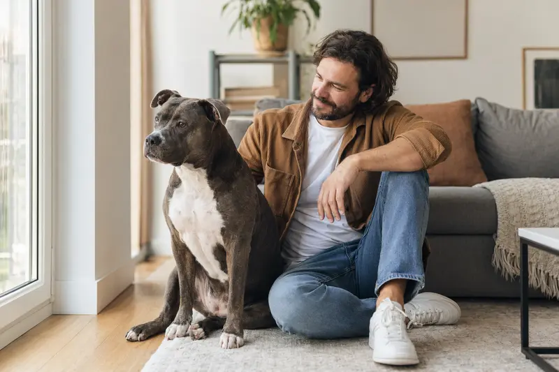 Entspannter American Pit Bull Terrier sitzt neben seinem Besitzer in einer hellen, modernen Wohnung und vermittelt eine vertrauensvolle Atmosphäre.