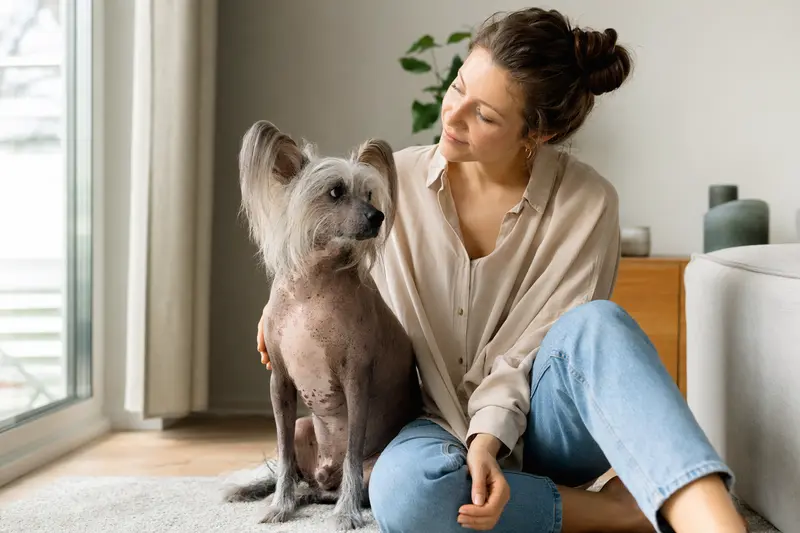 Ein gesunder Amerikanischer Nackthund sitzt entspannt neben seinem Halter in einer modernen Wohnung.