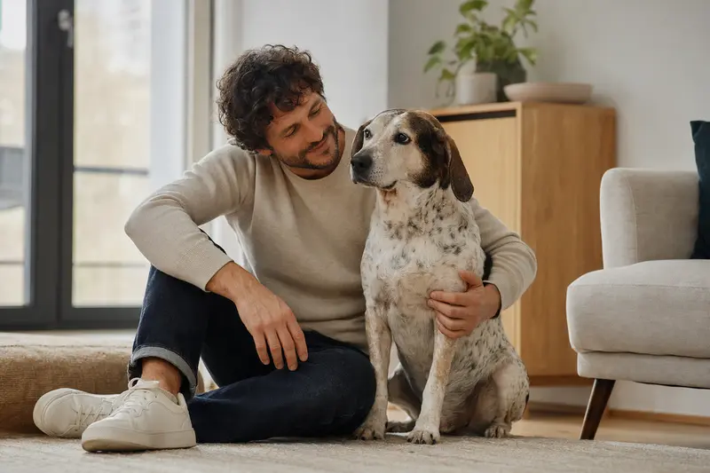 Ein entspannter Andalusian Mouse-Hunting Dog sitzt neben seinem Herrchen in einer modernen Wohnung.