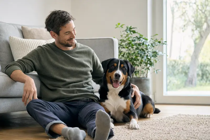 Ein Appenzeller Sennenhund sitzt entspannt neben seinem glücklichen Besitzer in einer modernen Wohnung.