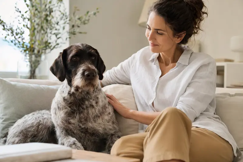 Ein freundlicher Ariege-Vorstehhund sitzt entspannt neben seinem Besitzer in einer hellen modernen Wohnung und vermittelt eine vertrauensvolle Atmosphäre.