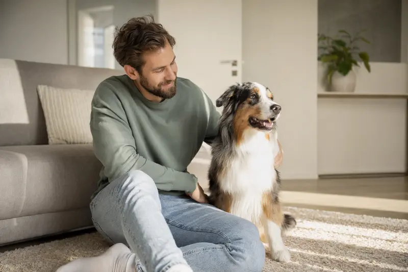Ein glücklicher Australian Shepherd sitzt entspannt neben seinem Halter in einer hellen Wohnung.