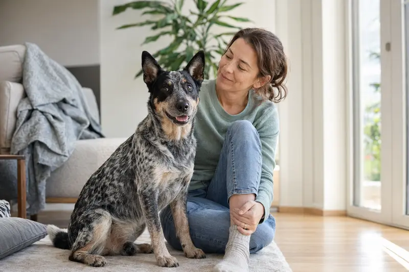 Ein glücklicher Australian Stumpy Tail Cattle Dog sitzt entspannt neben seinem Besitzer in einer modernen Wohnung.
