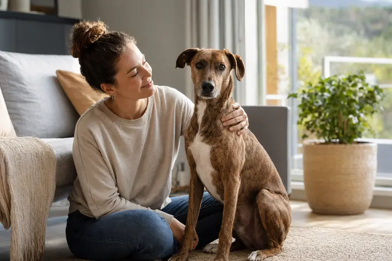 Ein freundlicher Balearen Laufhund sitzt entspannt neben seinem Besitzer in einer modernen Wohnung.