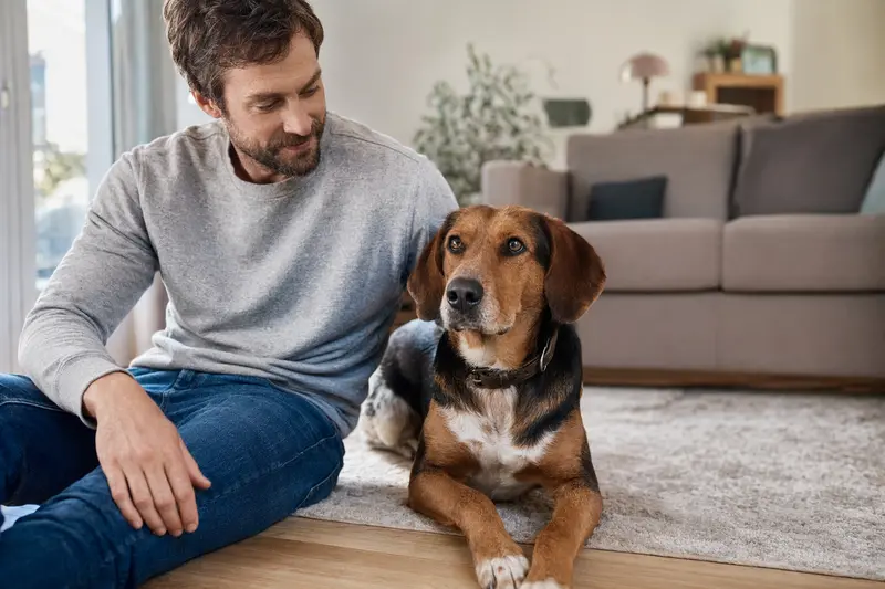 Ein glücklicher Balkan Bracke sitzt entspannt neben seinem Besitzer in einem modernen Wohnzimmer.