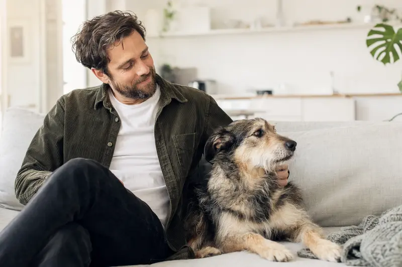Ein glücklicher Bardino sitzt entspannt neben seinem Besitzer in einer modernen Wohnung.