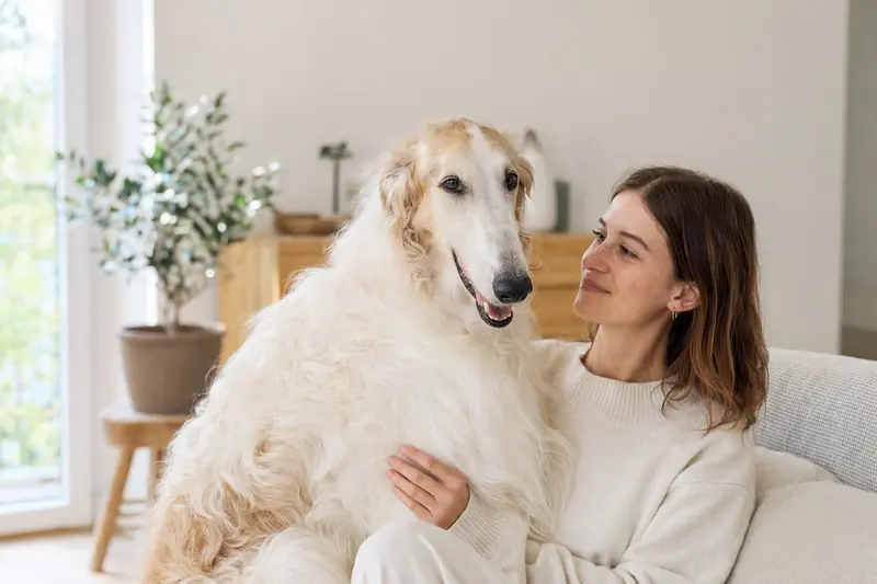 Ein entspannter Barsoi sitzt neben seinem glücklichen Besitzer in einer modernen Wohnung.