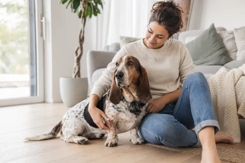 Ein glücklicher Basset artésien normand sitzt entspannt neben seinem Besitzer in einer modernen Wohnung.
