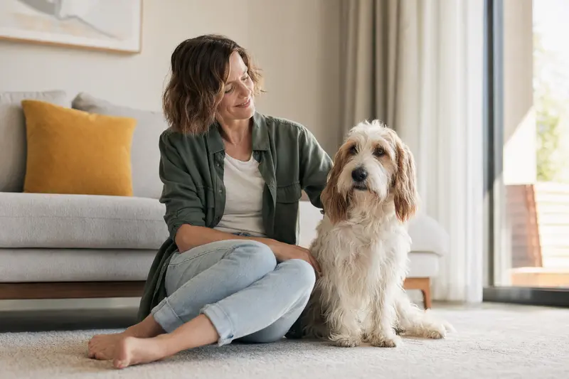 Ein gesunder Basset Griffon Vendeen sitzt entspannt neben seinem Besitzer in einer hellen Wohnung, passend als Hero-Bild für Hundekrankenversicherung.