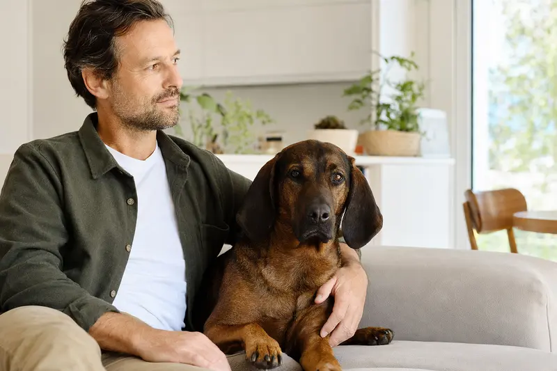Ein glücklicher Bayerischer Gebirgsschweißhund sitzt entspannt neben seinem Besitzer in einer modernen Wohnung und genießt die warme Lichtstimmung.