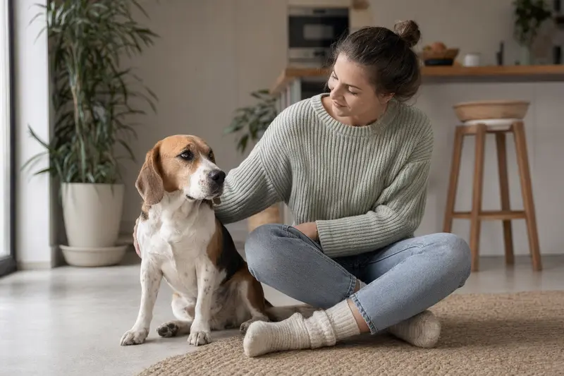 Ein gesunder Beagle sitzt entspannt neben seinem Besitzer in einer modernen Wohnung und strahlt Zufriedenheit aus.