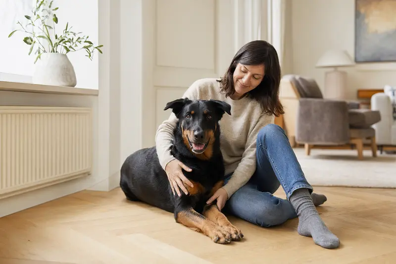 Ein glücklicher Beauceron sitzt entspannt neben seinem Besitzer in einer modernen Wohnung und zeigt eine vertrauensvolle Atmosphäre.